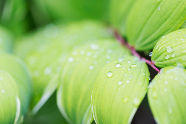 Close-up of raindrops on the leaves of a Solomon's Seal Polygonatum in a garden.