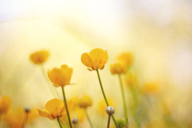 istock Yellow flower of a field buttercup 802107358
