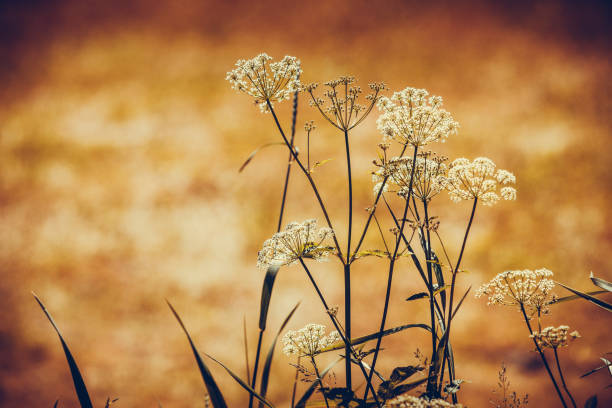 Floral herb, botany nature concept. Wild growing herbs or flowers on meadow field