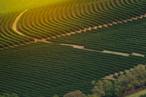 Coffee plantation farm in the mountains landscape stock photo