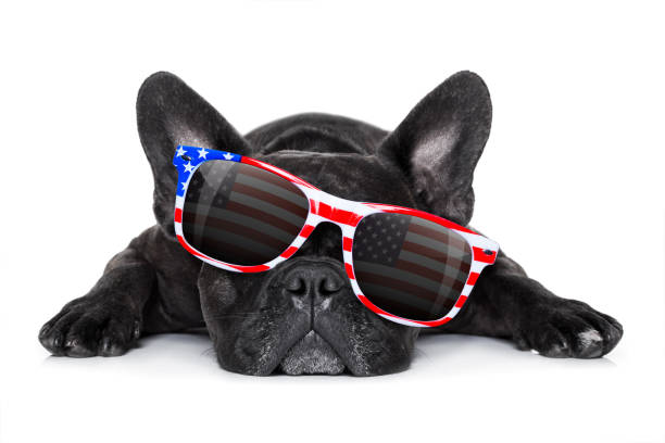 istock independence day 4th of july dog 802114368