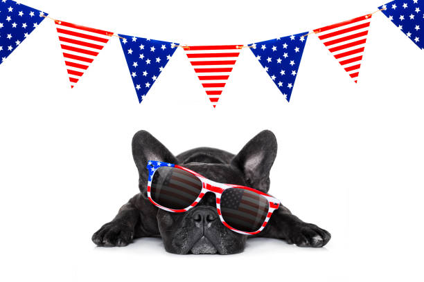 istock independence day 4th of july dog 802114402