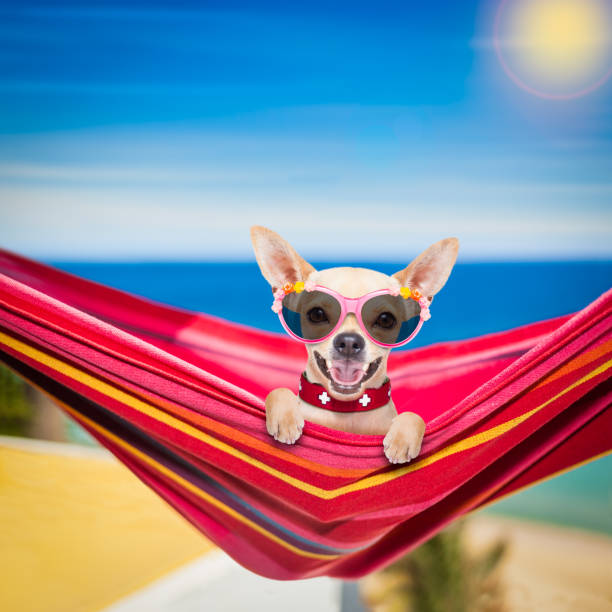 istock dog on hammock in summer 802114460