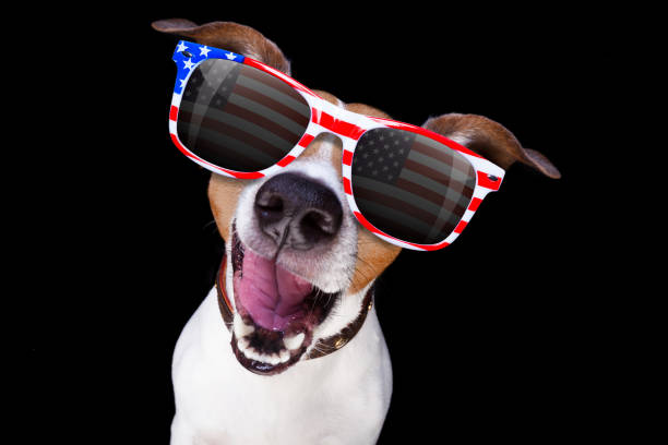 istock independence day 4th of july dog 802114468