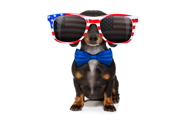 independence day 4th of july dog dachshund sausage dog wearing sunglasses of usa on independence day 4th of july, reflections on glasses, isolated on white background american dog stock pictures, royalty-free photos & images