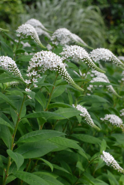 istock Gooseneck Loosestrife 802114578