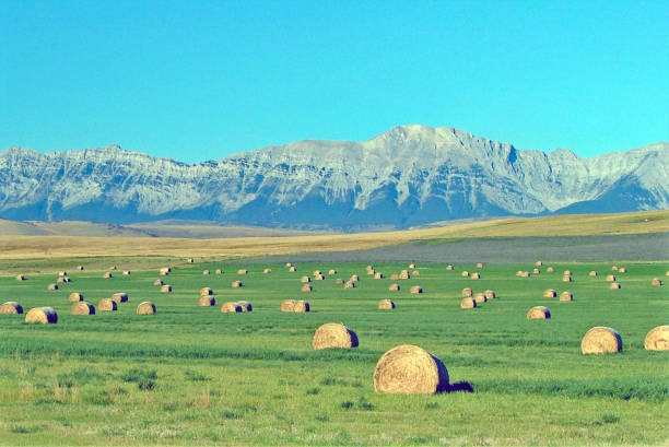 고속도로 22는 카우보이 트레일 근처 남부 알버타 - southern alberta 뉴스 사진 이미지