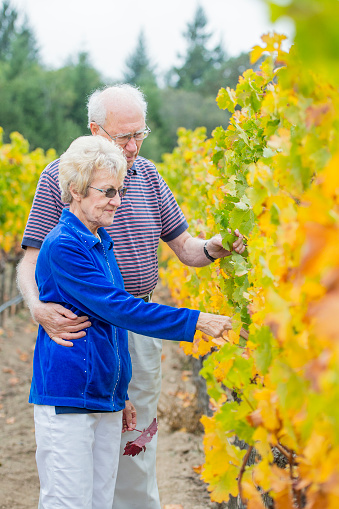 An elderly Caucasian couple are standing in a vineyard. The husband has his arm around the wife as they hold some grape leaves.