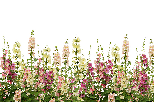 Fresh pink and white mallow flowers border isolated on white