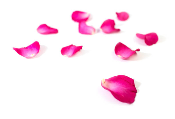 istock Pink rose petals isolated on white background for valentine's day or romantic event. 802125214