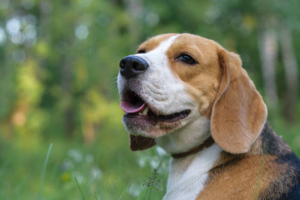 istock Portrait of a Beagle in a summer forest 802138818