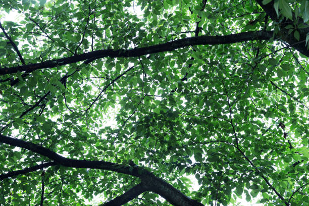 Bright green leaves of a tree, seen from below.