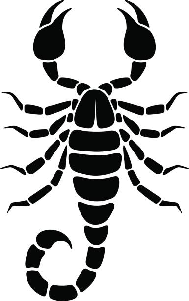 Black silhouette of a Scorpio. Vector illustration. Vector black silhouette of a Scorpio isolated on a white background. scorpions drawings stock illustrations