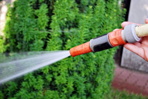 istock Water spraying from a garden hose 802151604