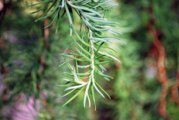 istock Green plants in the garden. Close up. 802153684
