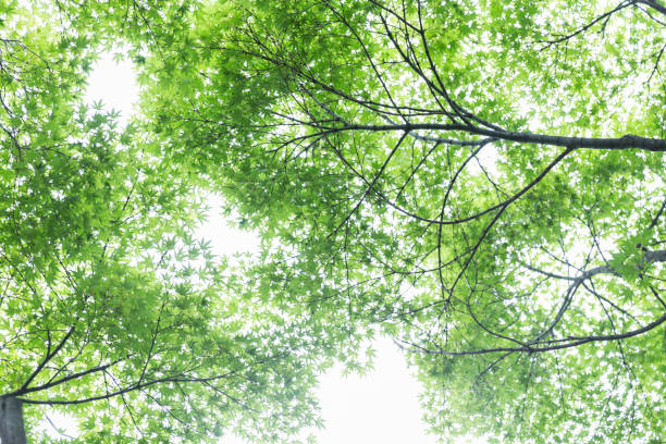 istock Noon day sky seen in a lush green forest 802153796