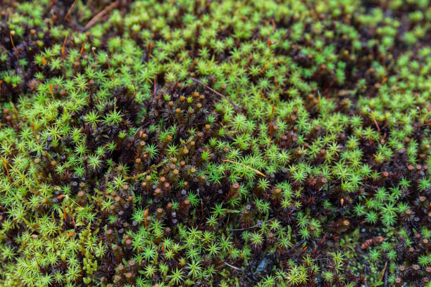 istock Moss in a Japanese Zen garden 802158534