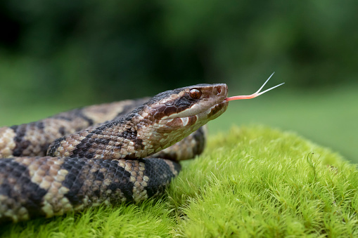 Venomous Cottonmouth / Water Moccasin (Agkistrodon piscivorus) with Forked Tongue