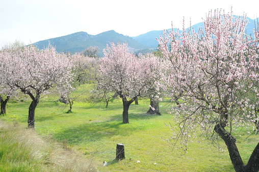 Almond, Almonds, Flowers, Spain, Tree