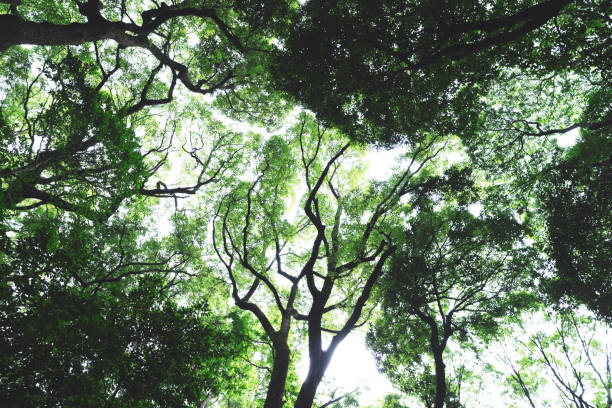 istock Lush Japanese woodlands seen from below 802163876