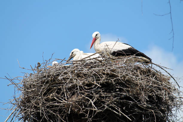 istock White stork with nestling in the nest 802169528