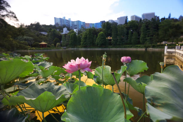 istock CUHK Reflection of the Lake Shatin 802171802