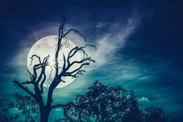 istock Night landscape of sky with harvest moon behind dead tree. 802174634