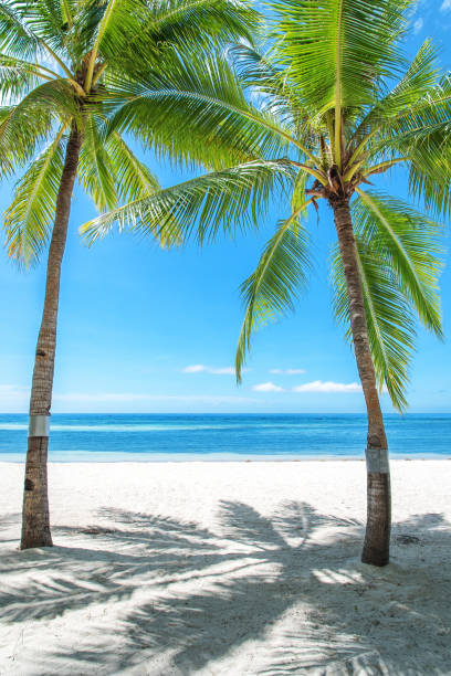 istock Tropical beach palm trees and sea 802175594