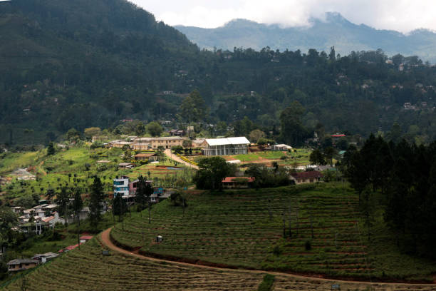 istock Tea Garden in Sri Lanka in a Rain 802181162