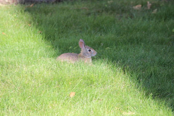 istock northeastern cottontail Baby Bunny Rabbit eating grass 802181494