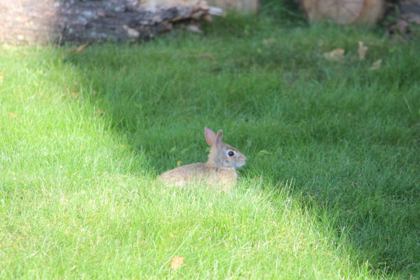 istock northeastern cottontail Baby Bunny Rabbit eating grass 802181568