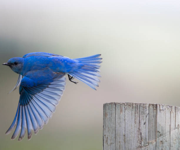 горная голубая птица - mountain bluebird bird bluebird blue стоковые фото и изображения