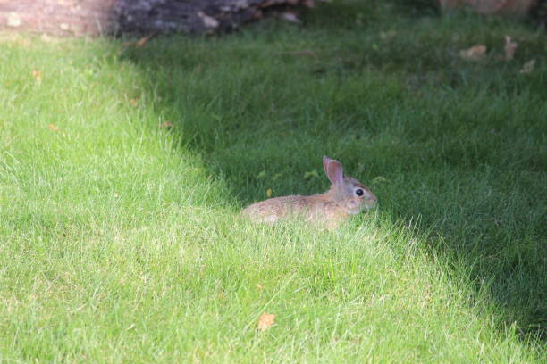 istock northeastern cottontail Baby Bunny Rabbit eating grass 802181596