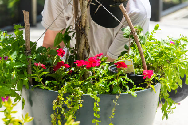 istock Flower Garden Pot Preperation 802184054