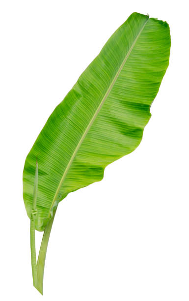 istock banana leaf isolated on white background 802187098