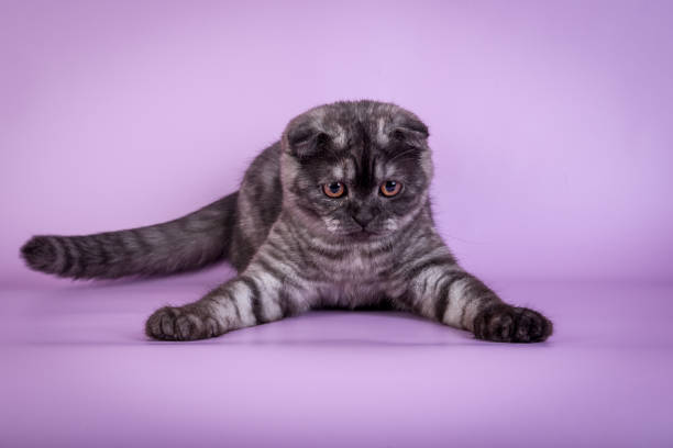 istock Scottish Fold small cute kitten blue colorpoint white 802222422