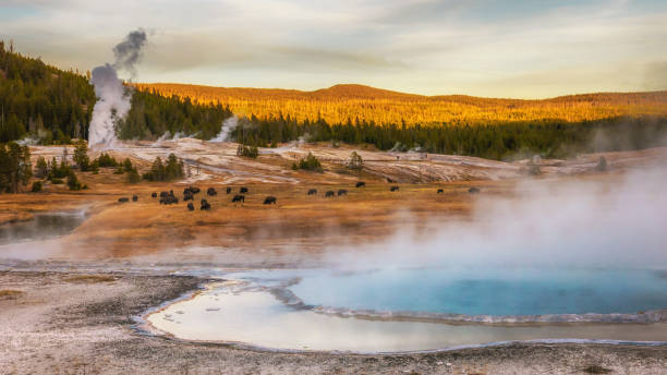 vapor de termales y géiseres. bisonte de pastoreo. en el parque nacional de yellowstone, wyoming, estados unidos. - río firehole fotografías e imágenes de stock