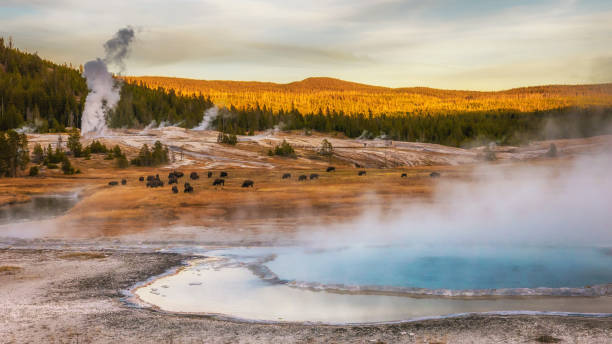 Steam rising from thermal hot springs and geysers. Bison grazing. At Yellowstone National Park, Wyoming, USA. stock photo