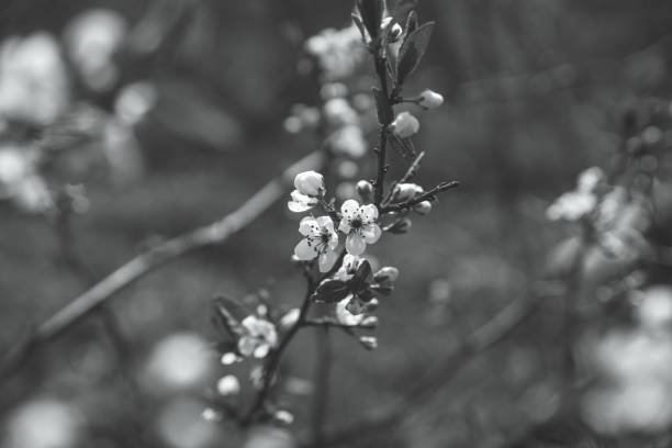 istock Blooming plum tree in the garden 802222564