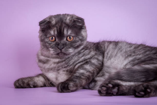 istock Scottish Fold small cute kitten blue colorpoint white 802222778