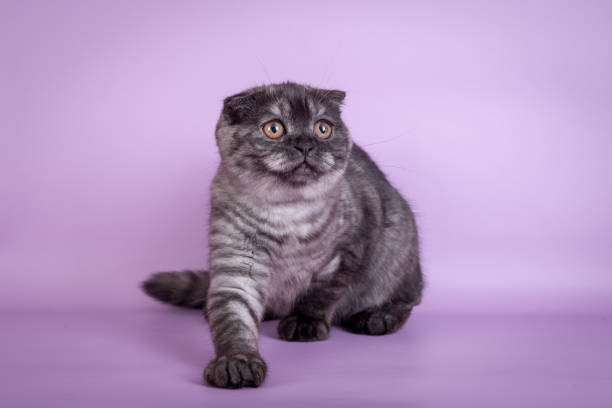 istock Scottish Fold small cute kitten blue colorpoint white 802222802