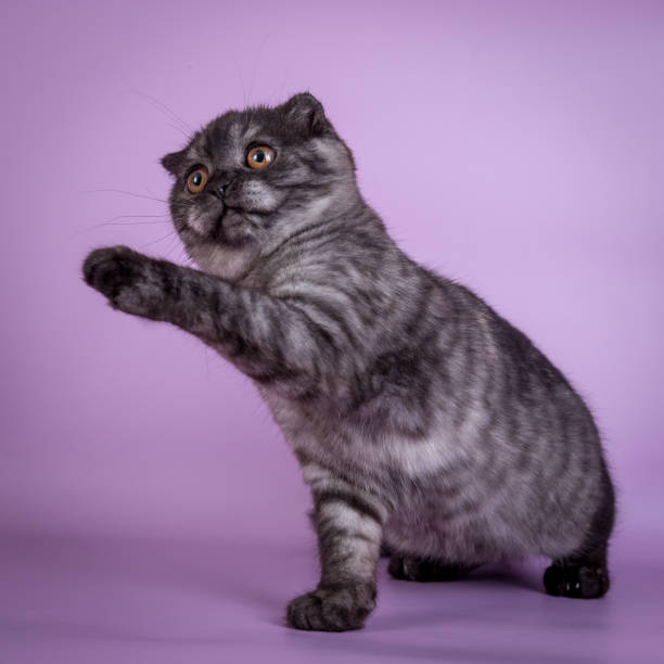 istock Scottish Fold small cute kitten blue colorpoint white 802222880
