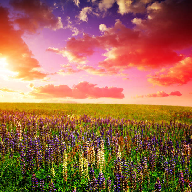 istock Spring landscape with blooming Lupine on meadow. 802222990