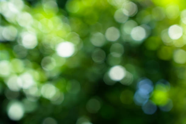 istock Beautiful defocused natural green leaves and white light bokeh background 802233728