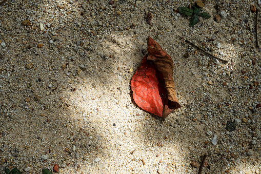 Sand filled floor background with naturally beautiful dried red brown leaf under soft sunlight in house garden