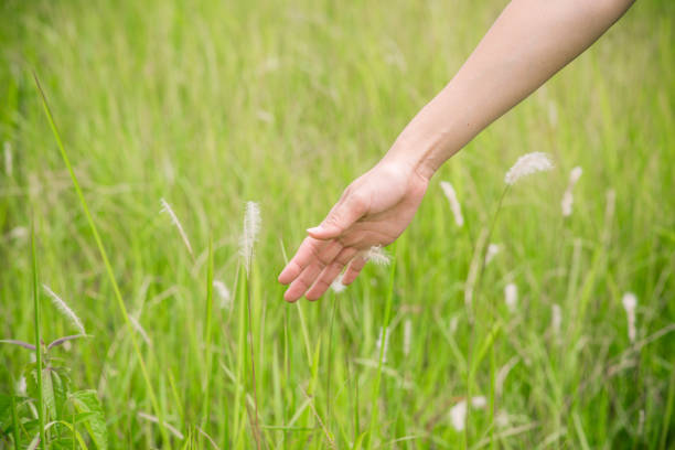 istock Woman hand is touching daisy in the grassland 802233906