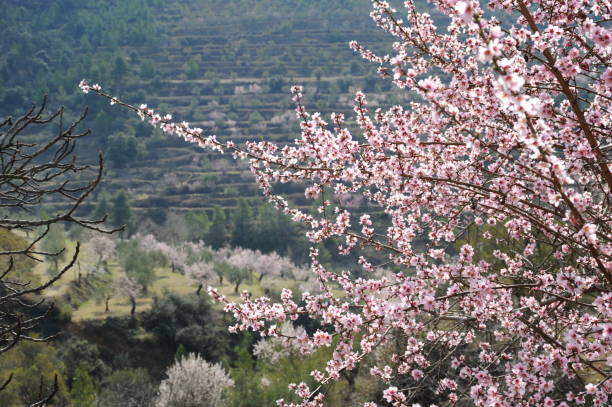 istock Almond blossom in Spain 802236268