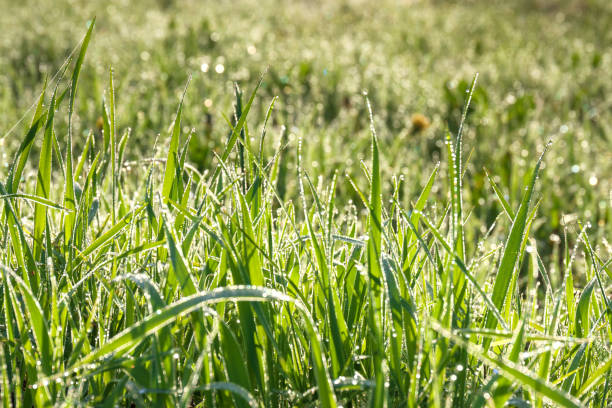 istock green grass with dew drops on a summer meadow an blur background 802239538