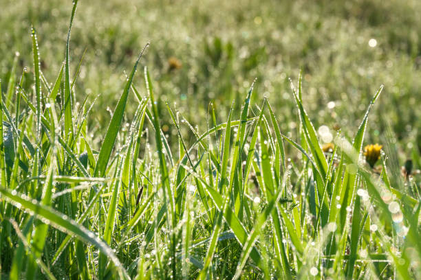 istock green grass with dew drops on a summer meadow an blur background 802239740