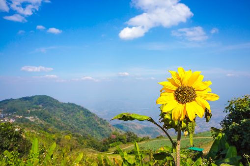 Beautiful sunflower on nature background. Blue sky with clouds and bright sun lights above mountain peak. Outdoor at the daytime on summer day.